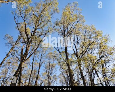 Caduta di alberi nel cielo: Guardando verso l'alto all'inizio dell'autunno alberi colorati e molto alti in un cielo blu chiaro - una vista umana di alberi da terra Foto Stock