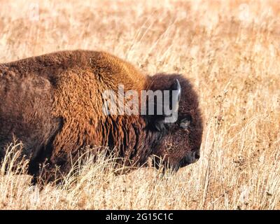 American Bison in Park: Un Buffalo cammina nel parco delle praterie autunnali dirigendosi verso il sentito in una giornata di sole autunnale Foto Stock