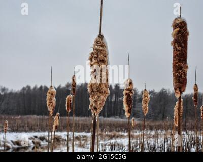 Burst Cattails congelato lungo un fiume in inverno: Una cattail scoppiò in inverno, congelato nel tempo e neve e ghiaccio coperto in primo piano con il fiume in t Foto Stock