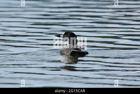 Comune loon (Gavia immer) nuoto, Vermillion Laghi, Banff, Alberta, Canada Foto Stock