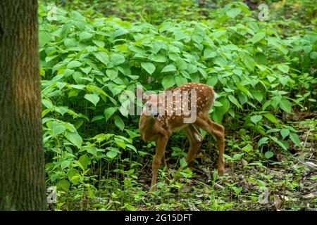 Cervi dalla coda bianca, un piccolo pegno nella foresta Foto Stock
