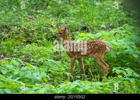 Cervi dalla coda bianca, un piccolo pegno nella foresta Foto Stock