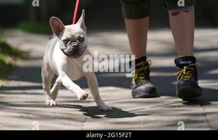 Amburgo, Germania. 04 giugno 2021. Charly, un bulldog francese di sei mesi, cammina attraverso i campi di rifugio con un custode di animali. Charly è stato acquistato attraverso il mercato online Ebay Kleinanzeigen quando aveva da 8 a 12 settimane e si è arreso al rifugio animale di Amburgo dopo due mesi. I rifugi animali del Nord temono un'ondata di cedimenti di animali domestici acquisiti nella pandemia di Corona, quando ritorna la routine quotidiana con giorni di ufficio e vacanze. (A dpa 'Animali ripari paura ondata di resa degli animali dopo il blocco') Credit: Marcus Brandt/dpa/Alamy Live News Foto Stock