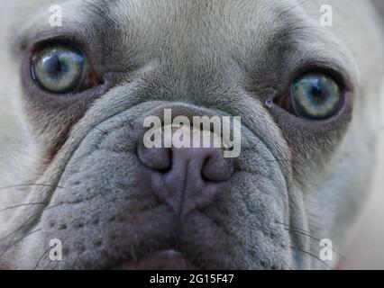 Amburgo, Germania. 04 giugno 2021. Il francese Bulldog Charly, di sei mesi, guarda nella fotocamera. Charly è stato acquistato all'età di 8 - 12 settimane attraverso il mercato online Ebay Kleinanzeigen e è stato consegnato al rifugio di animali ad Amburgo dopo due mesi. I rifugi animali nel nord temono un'ondata di recidive di animali domestici acquisiti nella pandemia di Corona quando la vita quotidiana ritorna con giorni di ufficio e viaggi di vacanza. (A dpa 'Animali ripari paura ondata di resa degli animali dopo il blocco') Credit: Marcus Brandt/dpa/Alamy Live News Foto Stock