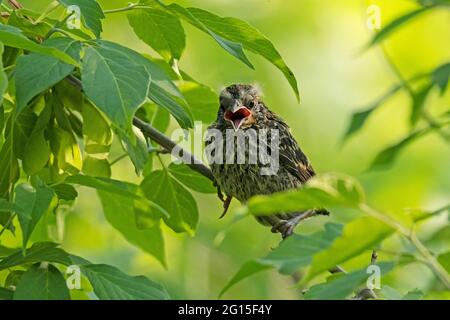 Volando il bird rosso, (Agelaius phoeniceus) Foto Stock