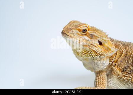 drago bearato su sfondo bianco Foto Stock