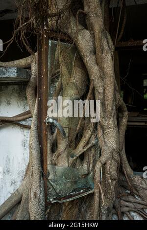 Un albero di bayan cresce intorno alla finestra aperta di una casa abbandonata, Ngong Ping, Isola di Lantau, Hong Kong Foto Stock