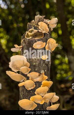 Cluster di funghi che crescono su un tronco di albero morto Foto Stock