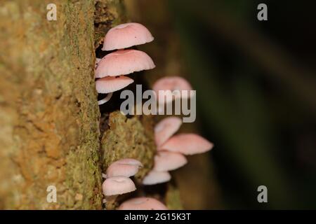 Grappoli di funghi rosa che crescono su un tronco di albero in una foresta pluviale Foto Stock