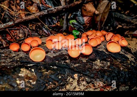 Un grappolo di funghi della tazza arancione che cresce su un tronco di albero decadente Foto Stock