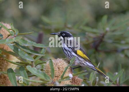 New Holland Honeyeater Foto Stock