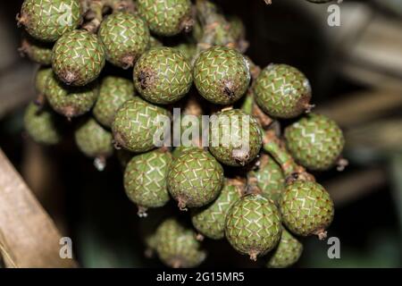 Frutti commestibili selvatici all'interno di una foresta pluviale tropicale Foto Stock
