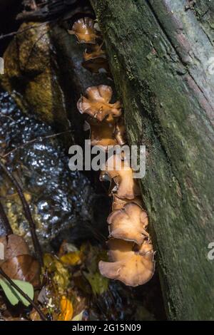 Gruppo di funghi che crescono su un tronco di albero morto vicino ad un fiume Foto Stock