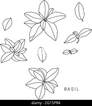 Basilico. Set vettoriale di erbe cosmetiche disegnate a mano isolato su sfondo bianco. Illustrazione dei componenti degli oli essenziali. Icone ingredienti aromaterapia. Collezione di schizzi di elementi naturali. Illustrazione Vettoriale