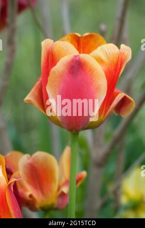 Tulipano rosso, primo piano, messa a fuoco locale Foto Stock