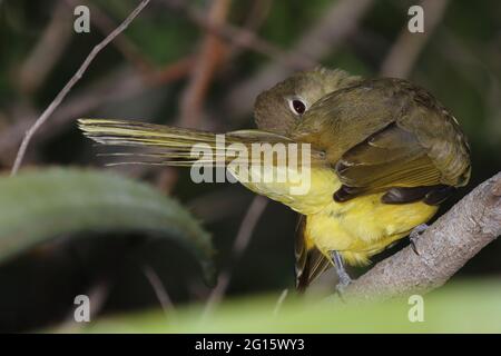 Gelbbauchbülbül /gordola gialla / Chlorocichla flaviventris flaviventris Foto Stock