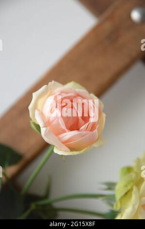 Primo piano della nuova rosa rosa del pianoforte rosa con petali color salmone che fioriscono in primavera Foto Stock