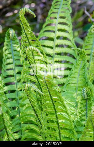 Verdi fronde graziose di una pianta di felce ai posti ombreggianti della foresta Foto Stock
