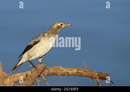 Lappenstar / Wattled starling / Creatophora cinerea Foto Stock