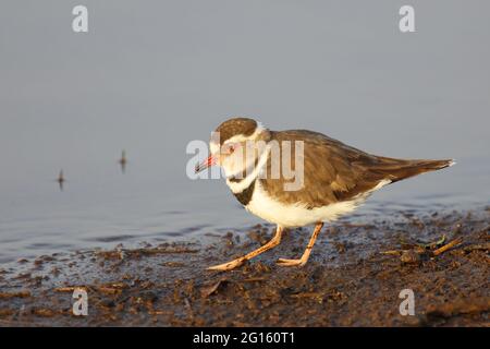 Dreibandregenpfeifer / Tre-nastrare plover o a tre bande / sandplover Charadrius tricollaris Foto Stock