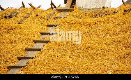 Tetto di paglia di una vecchia casa tradizionale e capanna. Vecchia scala in legno fatta di tavole e tavole per la movimentazione sul tetto. Scena rurale Foto Stock