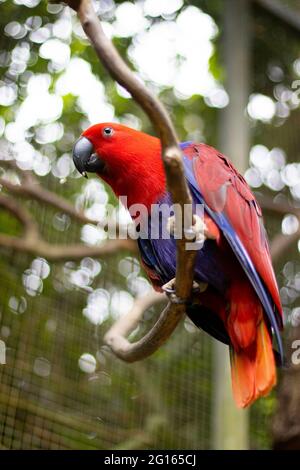 Bel colpo di una femmina Eclectus pappagallo (Eclectus roratus) arroccato sul ramo Foto Stock