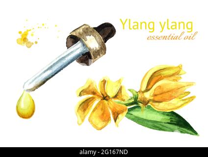 Ylang-Ylang fiore giallo o Cananga odroata e goccia di olio essenziale. Immagine disegnata a mano con acquerello, isolata su sfondo bianco Foto Stock