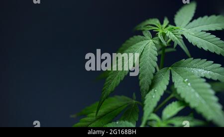 lascia la cannabis medica da vicino, riprese macro su sfondo scuro Foto Stock