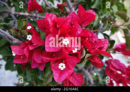 Bouganvillea in fiore Foto Stock