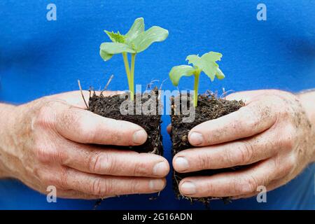 Piantine di piante di cetriolo. Foto Stock