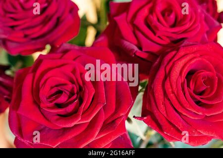 primo piano di rose rosse Foto Stock