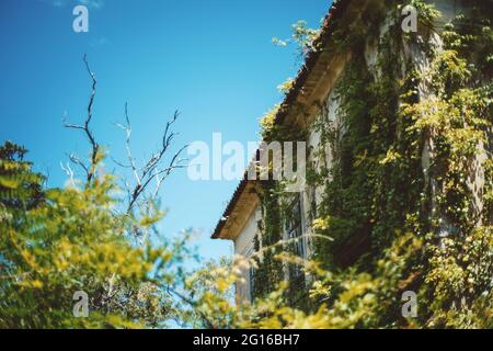 Un angolo di un'antica casa europea desolata con un albero secco sulla sinistra, con una facciata in gesso pelante splendidamente adornata di verde e giallo Foto Stock