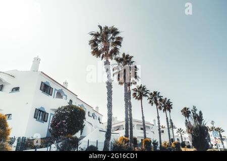 Una vista grandangolare dal fondo di una strada di una città turistica con una fila di palme imperiali di fronte ad un cielo serale con tipico ospite europeo Foto Stock