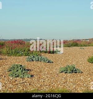 Centranthus rubur visto fiorire accanto a piante di mare, sulla spiaggia di Aldwick Bay, Regno Unito. Foto Stock