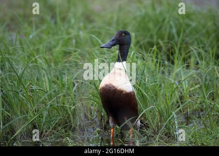 Loeffelente, spatola clypeata, pala a nord Foto Stock