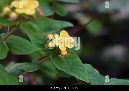 Tutsan una specie di erba di San Giovanni Foto Stock