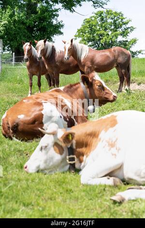 Bad Feilnbach, Germania. 05 giugno 2021. Tre cavalli si levano in piedi insieme alle vacche da latte su un pascolo nelle temperature estive. Credit: Attias Balk/dpa/Alamy Live News Foto Stock