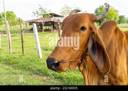 Primo piano di una mucca marrone nel prato, fuoco selettivo soft focus. Foto Stock
