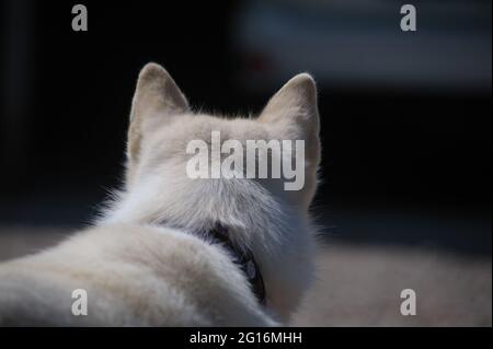 Orecchie di Husky siberiano da vicino, vista dal retro Foto Stock