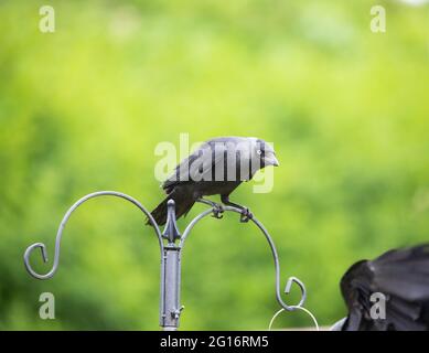 Cornovaglia, Regno Unito. 05 giugno 2021. Un Jackdaw si siede su un alimentatore di uccelli in un giardino a Truro, Cornovaglia dopo forti precipitazioni. Credit: Keith Larby/Alamy Live News Foto Stock