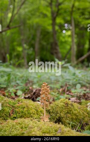 Nido di uccelli orchidea, Neottia nidus-avis, fine maggio in un bosco Oxfoedshire Foto Stock