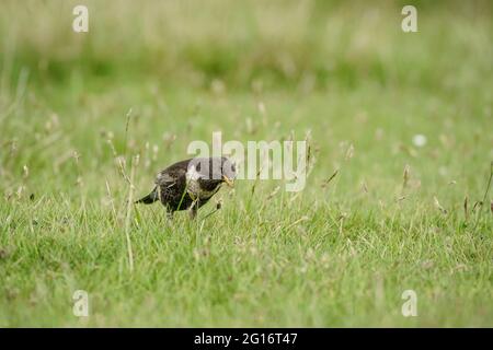 Ring ouzel, Turdus torquatus, alla ricerca di cibo nei suoi terreni di allevamento negli altopiani scozzesi. Foto Stock