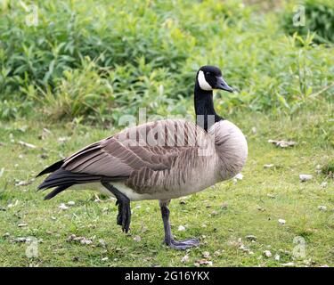 Canada Goose in piedi su una gamba con sfondo verde sfocato nel suo ambiente e habitat circostante. Immagine. Verticale. Foto. Immagine. Foto Stock