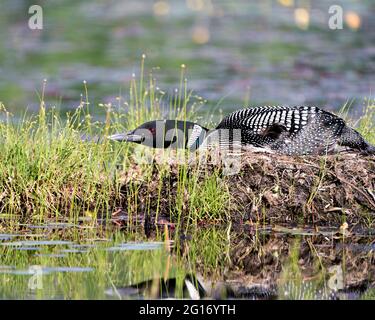 Comune Loon riposo e di guardia il nido in acqua paludosa con sfondo sfocato nel suo ambiente e habitat circostante. Immagine. Immagine. Verticale Foto Stock