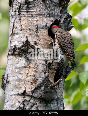 Vista ravvicinata del Northern Flicker bird entrando nella sua casa di nido nel suo ambiente e habitat circostante durante l'accoppiamento della stagione degli uccelli. Immagine. Foto Stock