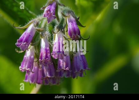 Il comfrey selvatico che cresce su Salisbury Plain, Wiltshire UK Foto Stock