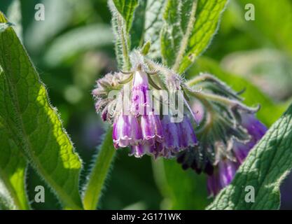 Il comfrey selvatico che cresce su Salisbury Plain, Wiltshire UK Foto Stock