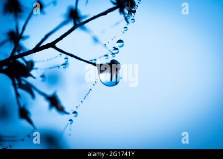 Gocce di pioggia appese al web Foto Stock