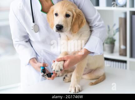 Buon veterinario che tratta il cane Foto Stock