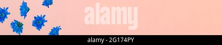 Idea pubblicitaria con fiori blu su sfondo rosa pastello. Minima natura banner web idea di sfondo. Foto Stock